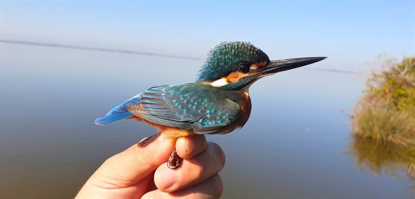 2025 YILINDA 179 FARKLI TÜRDEN 34 BİN 360 KUŞ HALKALANDI