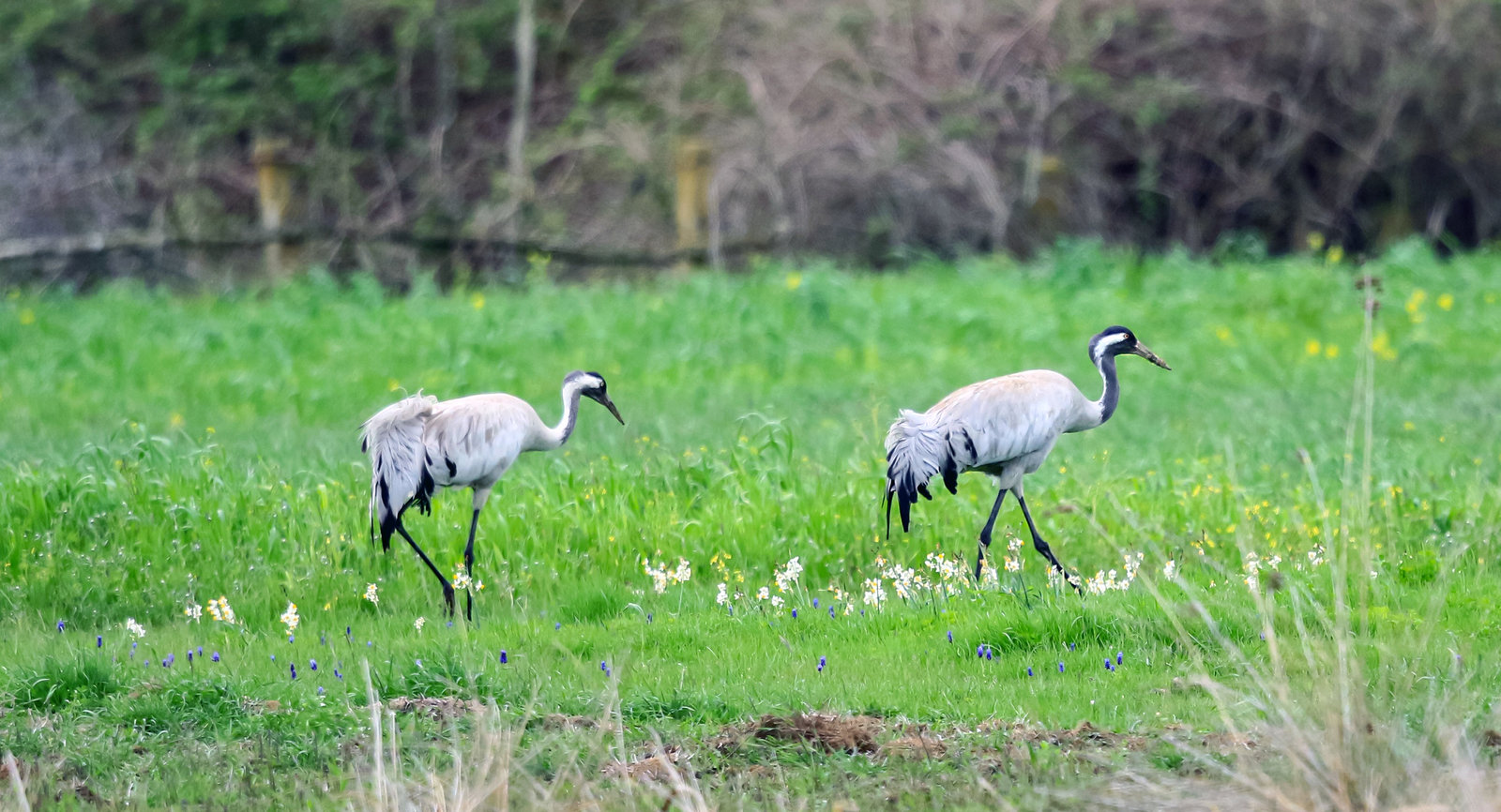 1 IMG_8973-1_result.jpg